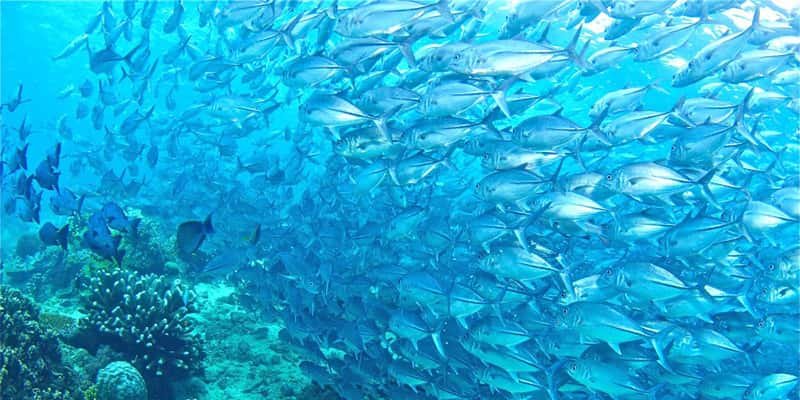 simons reefs gili air